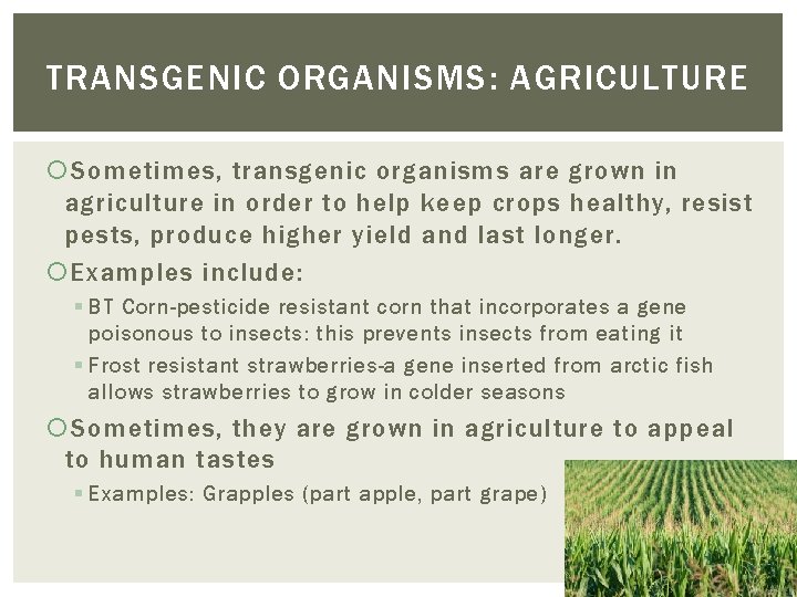 TRANSGENIC ORGANISMS: AGRICULTURE Sometimes, transgenic organisms are grown in agriculture in order to help