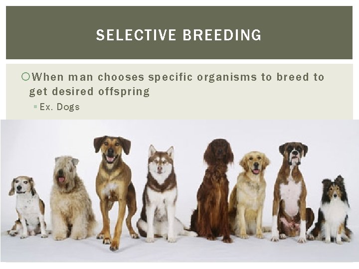 SELECTIVE BREEDING When man chooses specific organisms to breed to get desired offspring §