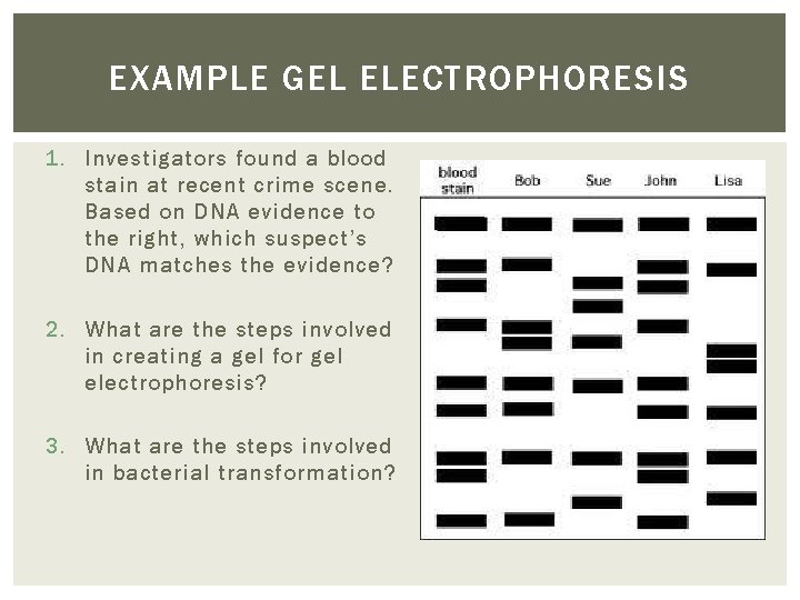 EXAMPLE GEL ELECTROPHORESIS 1. Investigators found a blood stain at recent crime scene. Based