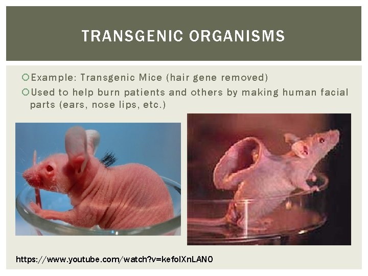 TRANSGENIC ORGANISMS Example: Transgenic Mice (hair gene removed) Used to help burn patients and