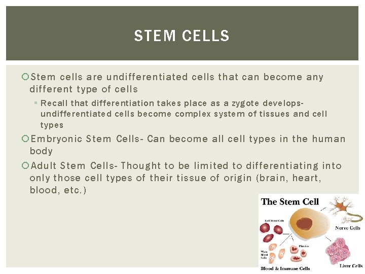 STEM CELLS Stem cells are undifferentiated cells that can become any different type of