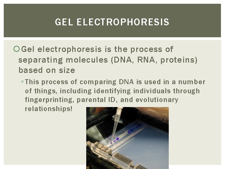 GEL ELECTROPHORESIS Gel electrophoresis is the process of separating molecules (DNA, RNA, proteins) based