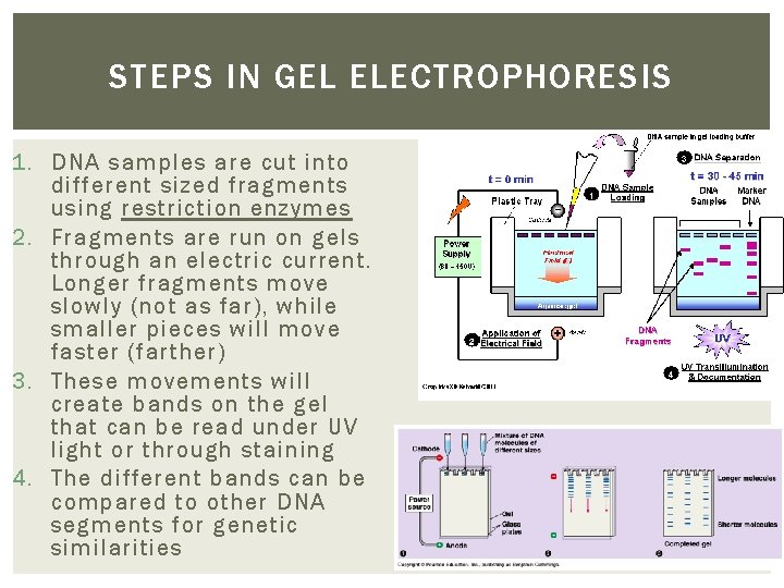 STEPS IN GEL ELECTROPHORESIS 1. DNA samples are cut into different sized fragments using