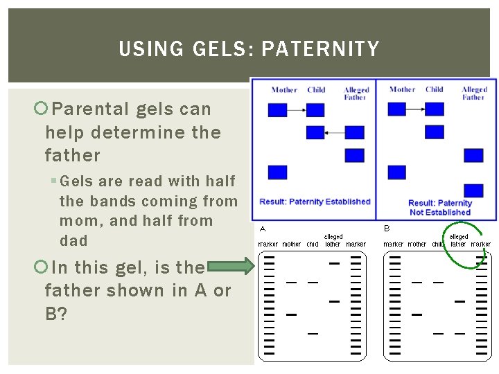 USING GELS: PATERNITY Parental gels can help determine the father § Gels are read