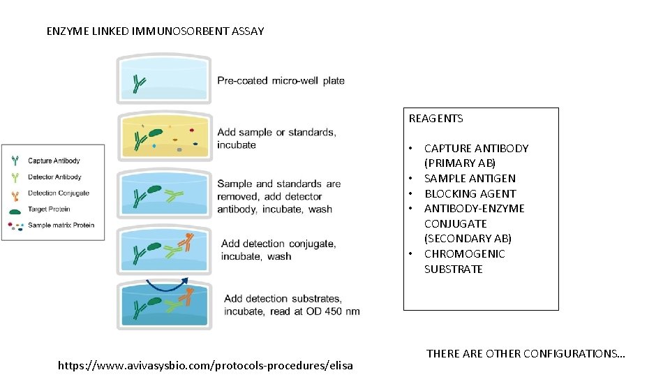 ENZYME LINKED IMMUNOSORBENT ASSAY REAGENTS • CAPTURE ANTIBODY (PRIMARY AB) • SAMPLE ANTIGEN •