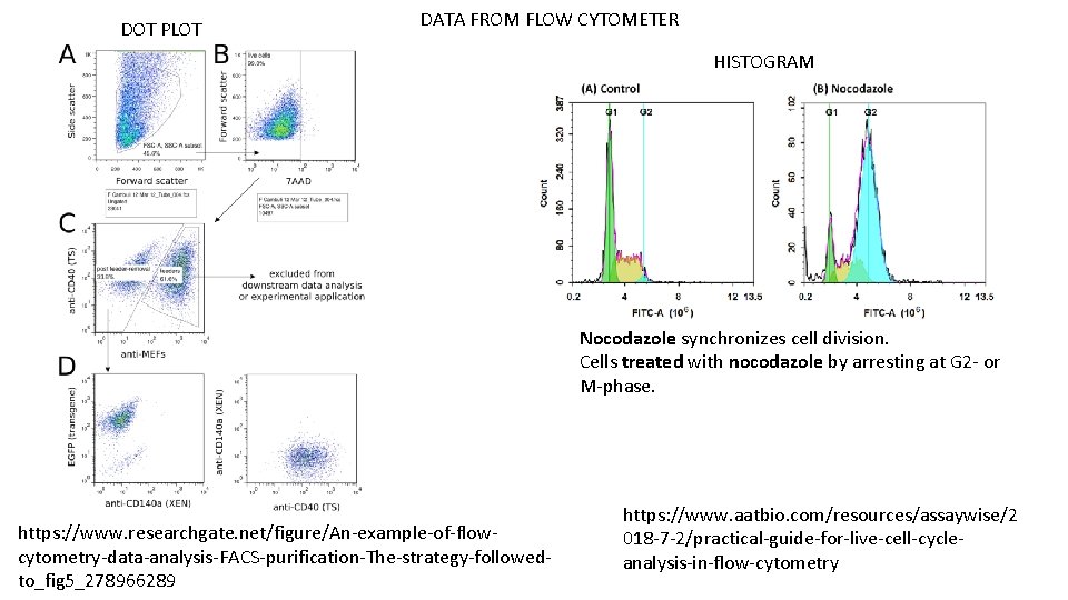 DOT PLOT DATA FROM FLOW CYTOMETER HISTOGRAM Nocodazole synchronizes cell division. Cells treated with