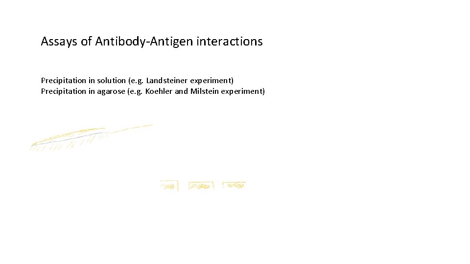 Assays of Antibody-Antigen interactions Precipitation in solution (e. g. Landsteiner experiment) Precipitation in agarose