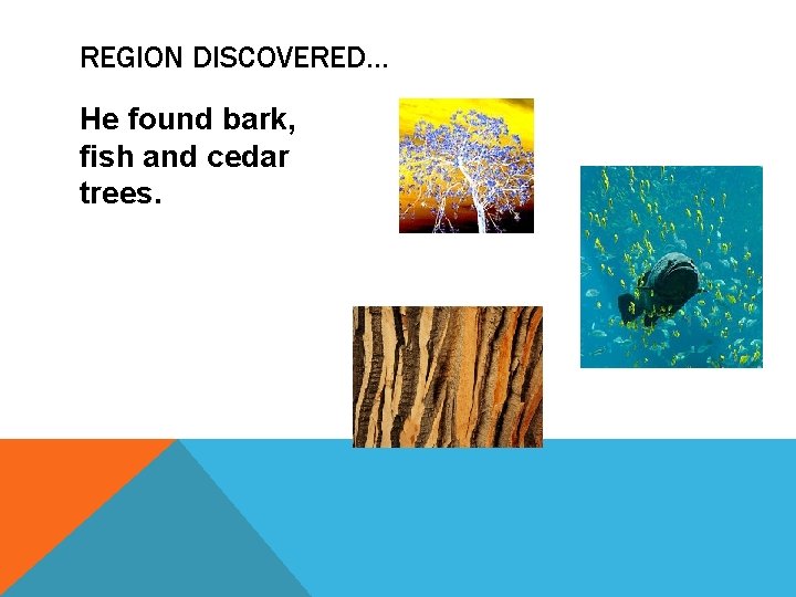 REGION DISCOVERED… He found bark, fish and cedar trees. 