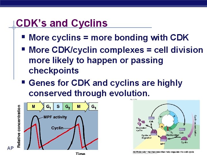 CDK’s and Cyclins § More cyclins = more bonding with CDK § More CDK/cyclin