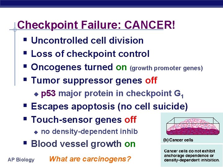 Checkpoint Failure: CANCER! § Uncontrolled cell division § Loss of checkpoint control § Oncogenes