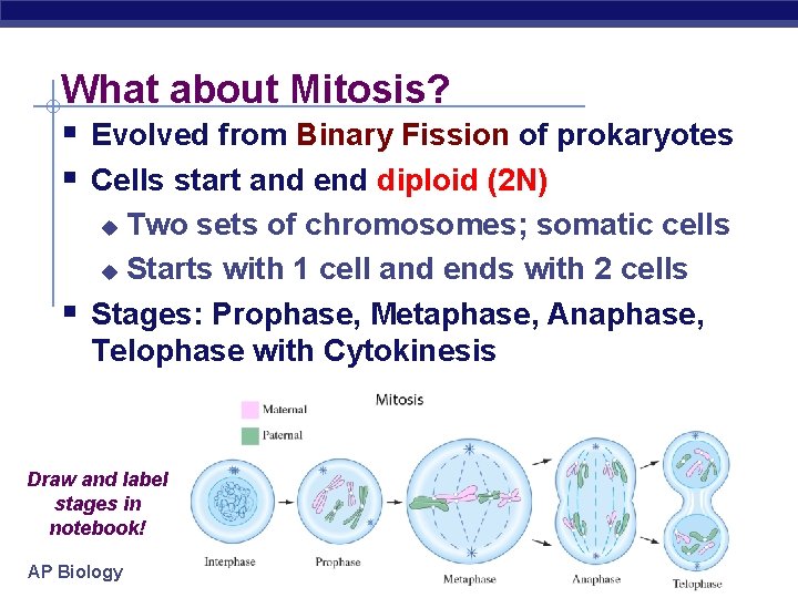 What about Mitosis? § Evolved from Binary Fission of prokaryotes § Cells start and