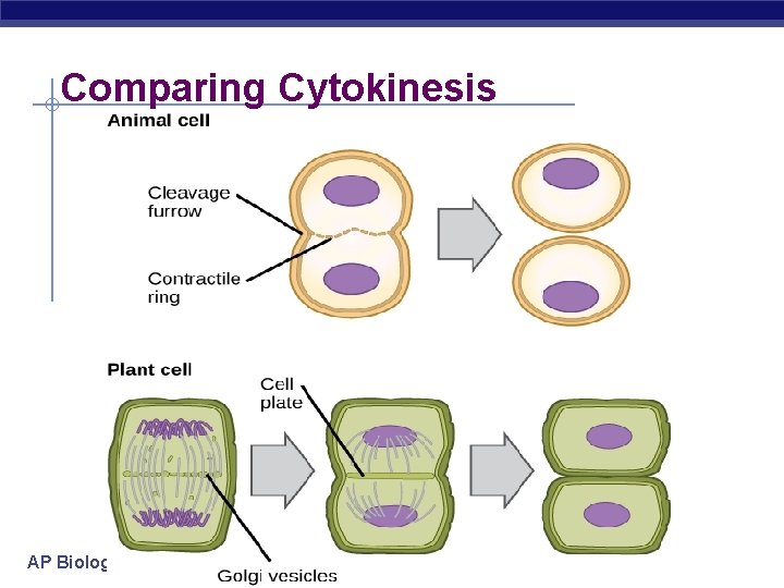 Comparing Cytokinesis AP Biology 
