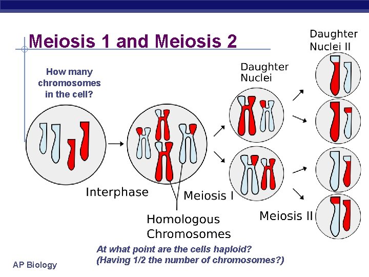 Meiosis 1 and Meiosis 2 How many chromosomes in the cell? AP Biology At