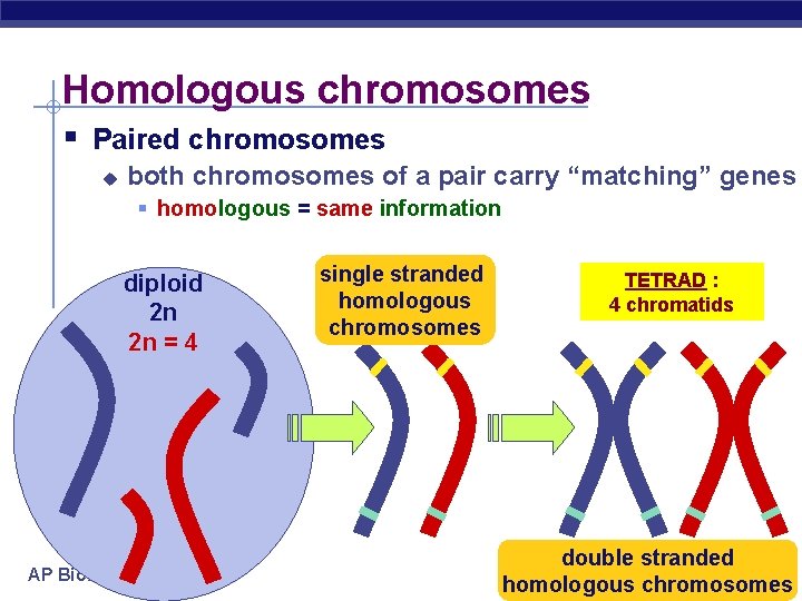 Homologous chromosomes § Paired chromosomes u both chromosomes of a pair carry “matching” genes