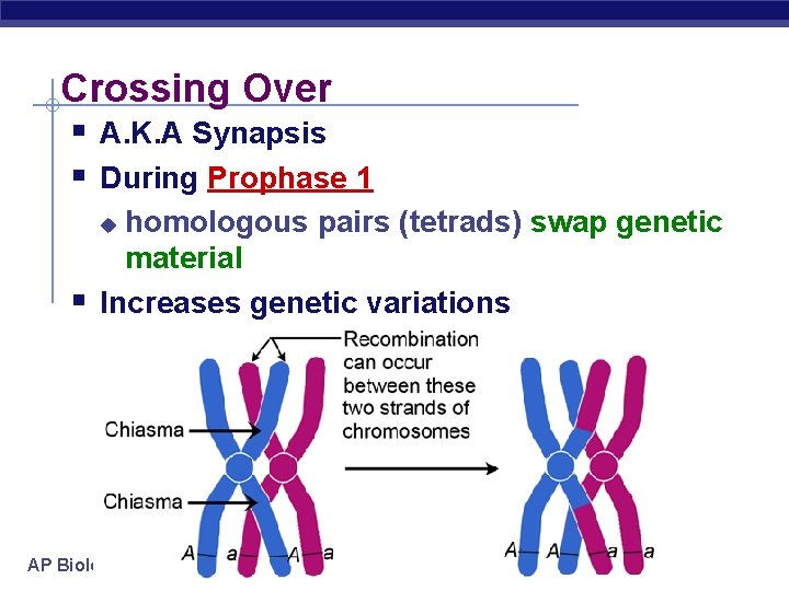 Crossing Over § A. K. A Synapsis § During Prophase 1 homologous pairs (tetrads)