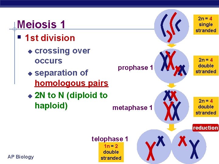 2 n = 4 single stranded Meiosis 1 § 1 st division crossing over