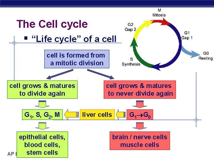 The Cell cycle § “Life cycle” of a cell is formed from a mitotic