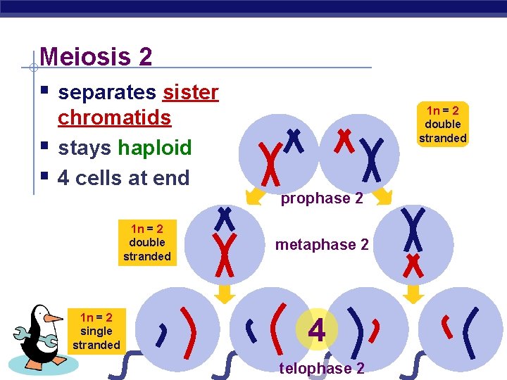 Meiosis 2 § separates sister § § chromatids stays haploid 4 cells at end