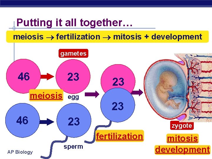 Putting it all together… meiosis fertilization mitosis + development gametes 46 meiosis 46 23