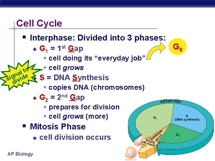 Cell Cycle § Interphase: Divided into 3 phases: u l to a n sig