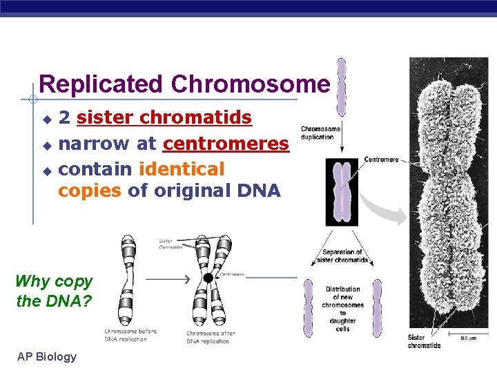 Replicated Chromosome 2 sister chromatids u narrow at centromeres u contain identical copies of