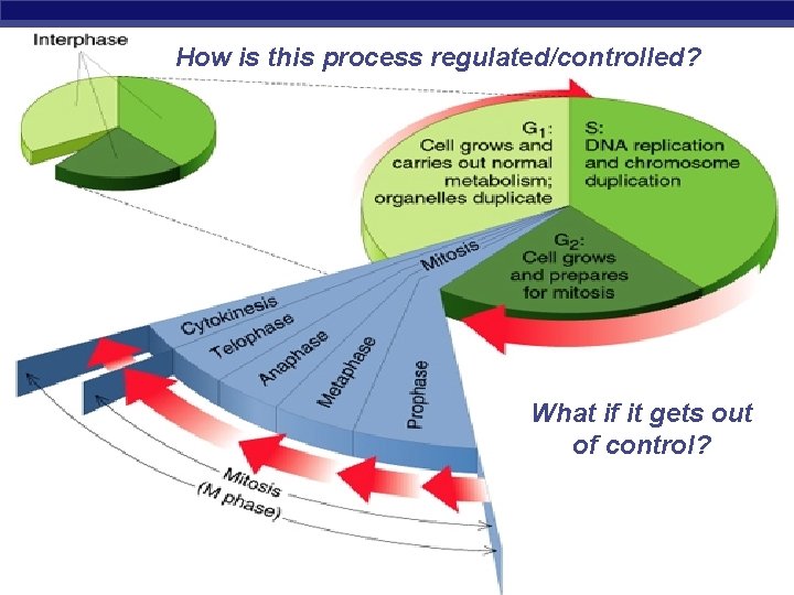 How is this process regulated/controlled? What if it gets out of control? AP Biology