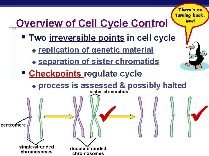 There’s no turning back, now! Overview of Cell Cycle Control § Two irreversible points