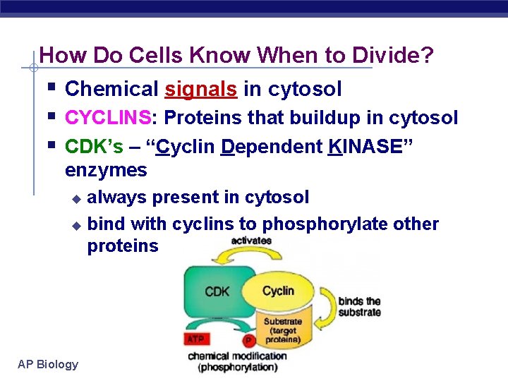 How Do Cells Know When to Divide? § Chemical signals in cytosol § CYCLINS: