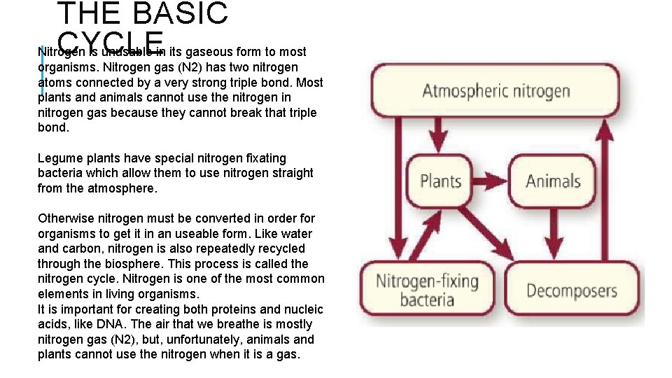THE BASIC CYCLE Nitrogen is unusable in its gaseous form to most organisms. Nitrogen