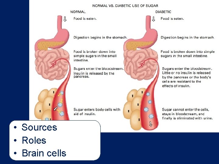  • Sources • Roles • Brain cells 