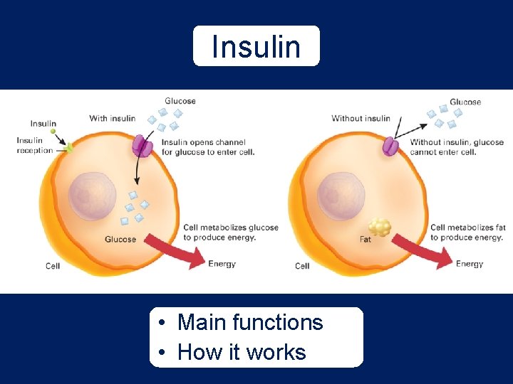 Insulin • Main functions • How it works 