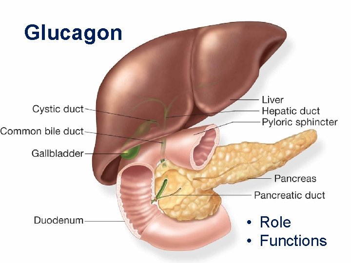 Glucagon • Role • Functions 