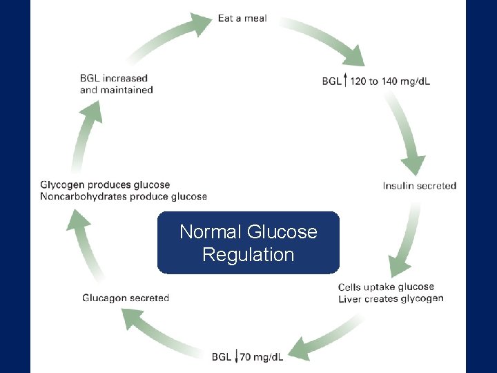 Normal Glucose Regulation 
