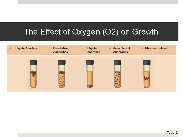 The Effect of Oxygen (O 2) on Growth Table 6. 1 