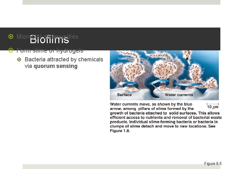 Biofilms Microbial communities Form slime or hydrogels Bacteria attracted by chemicals via quorum sensing
