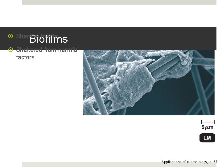 Biofilms Share nutrients Sheltered from harmful factors Applications of Microbiology, p. 57 