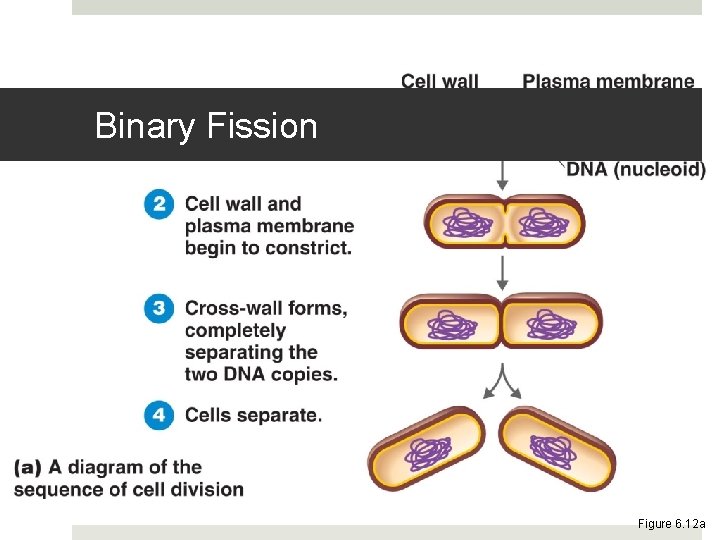 Binary Fission Figure 6. 12 a 