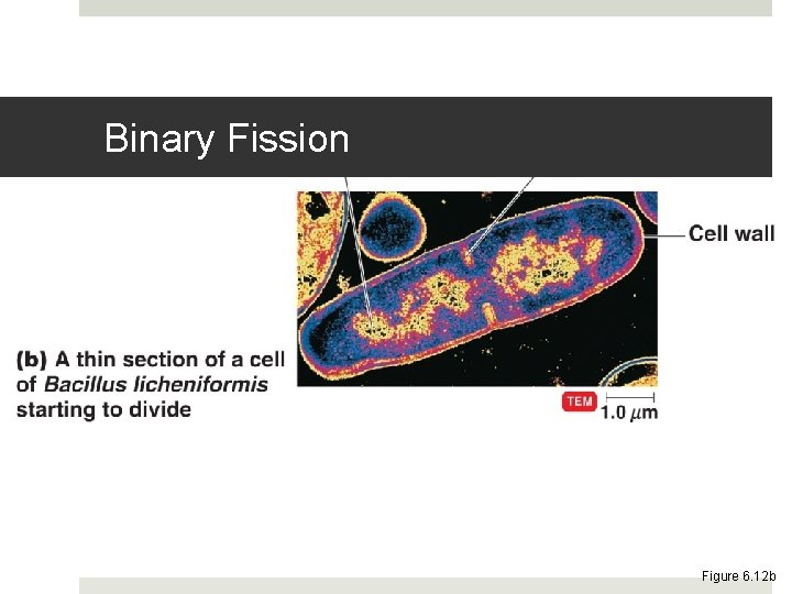 Binary Fission Figure 6. 12 b 