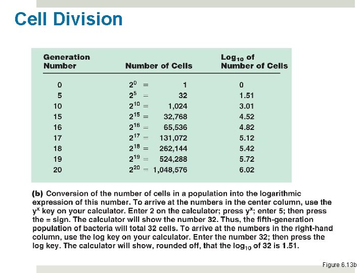 Cell Division Figure 6. 13 b 