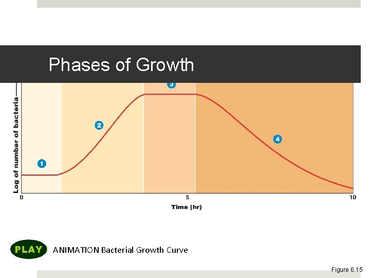 Phases of Growth ANIMATION Bacterial Growth Curve Figure 6. 15 