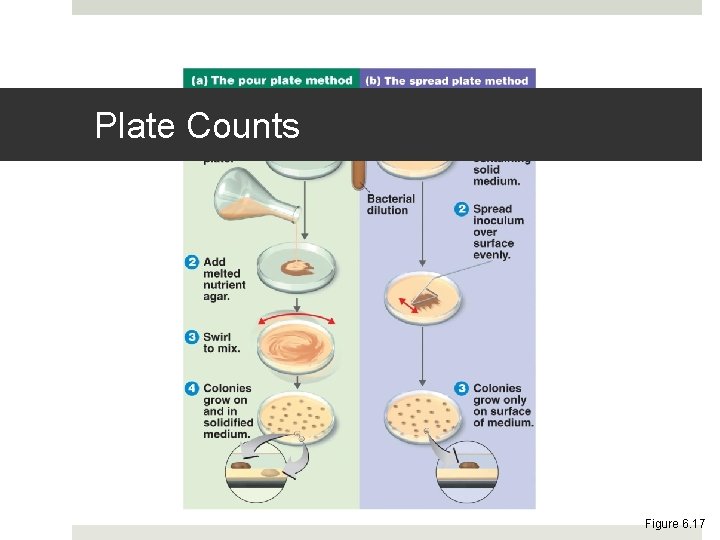 Plate Counts Figure 6. 17 