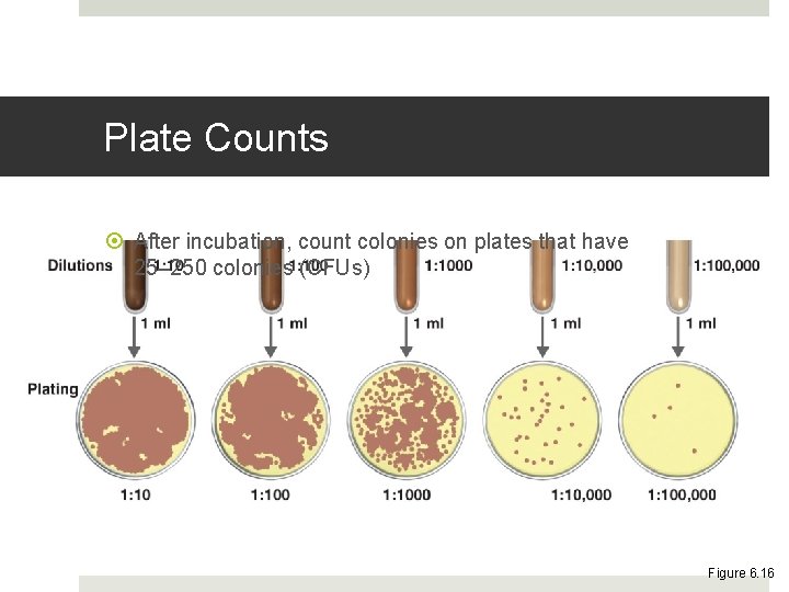 Plate Counts After incubation, count colonies on plates that have 25– 250 colonies (CFUs)