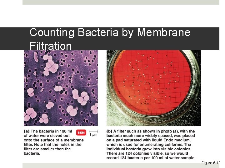 Counting Bacteria by Membrane Filtration Figure 6. 18 