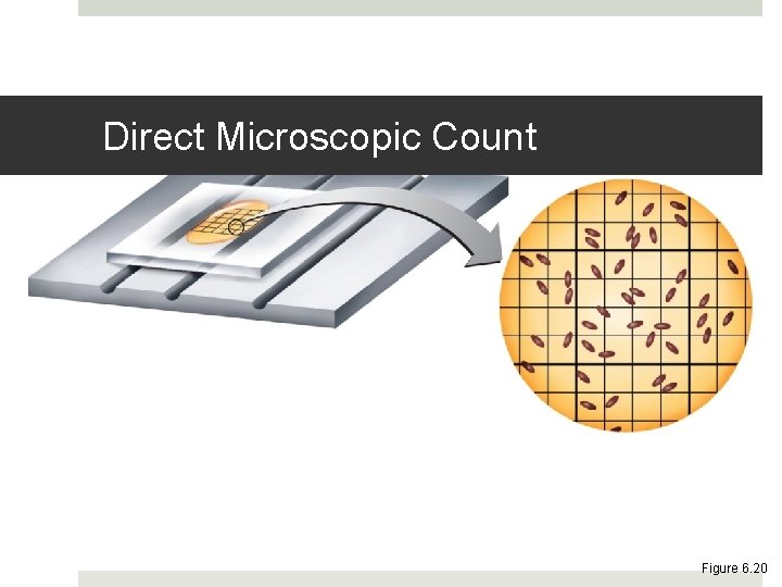 Direct Microscopic Count Figure 6. 20 