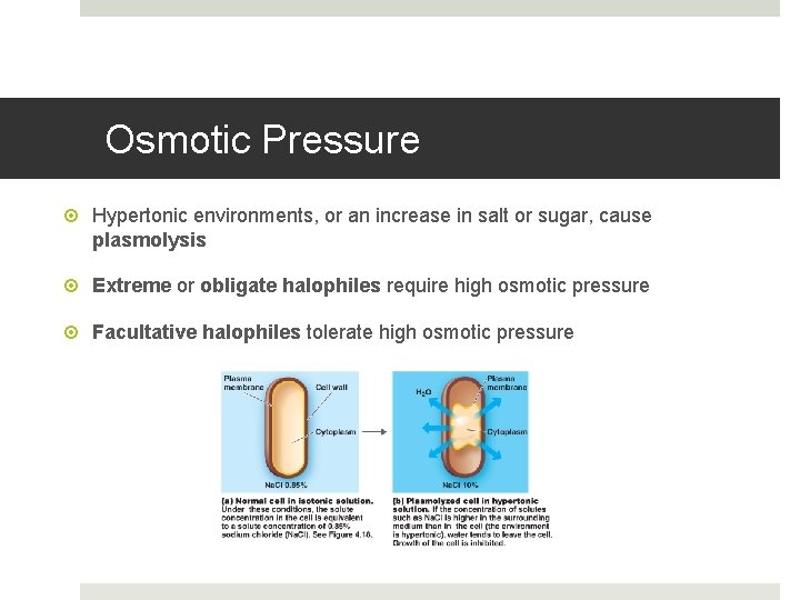 Osmotic Pressure Hypertonic environments, or an increase in salt or sugar, cause plasmolysis Extreme