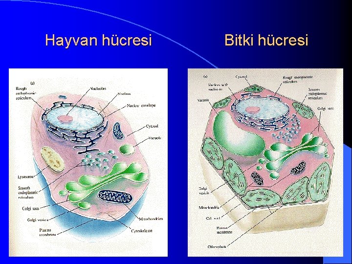 Hayvan hücresi Bitki hücresi 