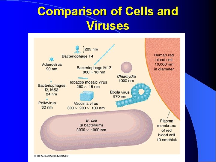 Comparison of Cells and Viruses 