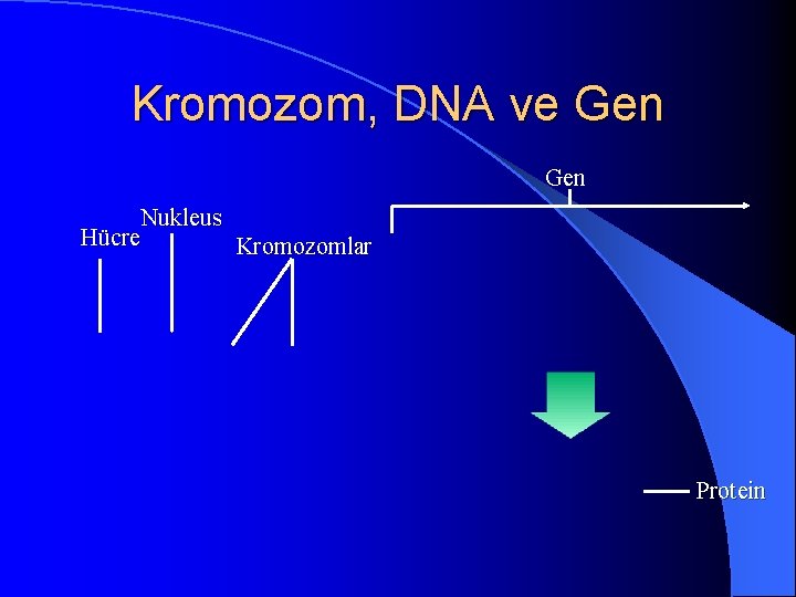 Kromozom, DNA ve Gen Nukleus Hücre Kromozomlar Protein 