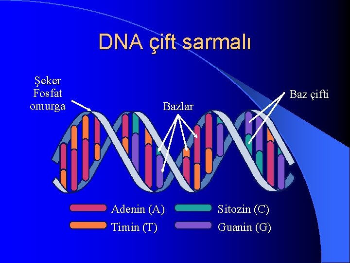 DNA çift sarmalı Şeker Fosfat omurga Baz çifti Bazlar Adenin (A) Sitozin (C) Timin