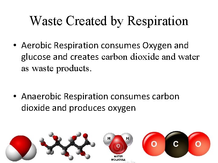 Waste Created by Respiration • Aerobic Respiration consumes Oxygen and glucose and creates carbon